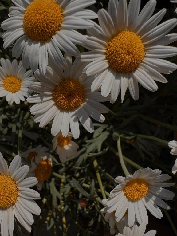 Foto sihtkohas Kirchanschöring asuva majutusasutuse Tiny House Gänseblümchen galeriist