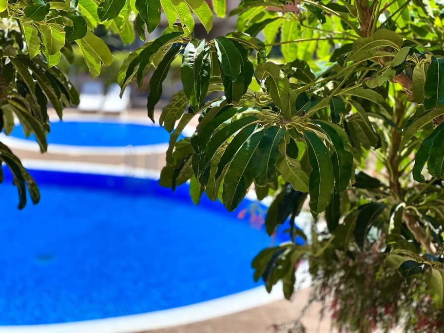 グラナディージャ・デ・アボナにある3-bedrooms apartament Vista Rojaの青いプール付き木の口近