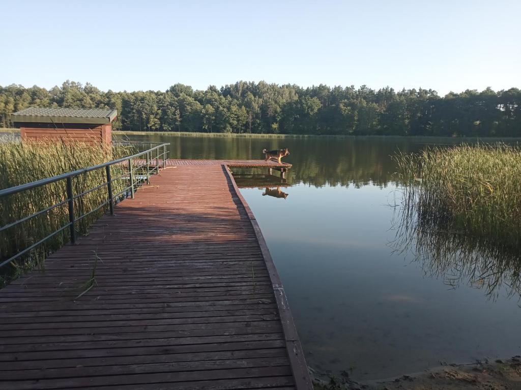un perro está de pie en un puente de madera sobre un lago en Zalesie z pomostem I, en Barczewo