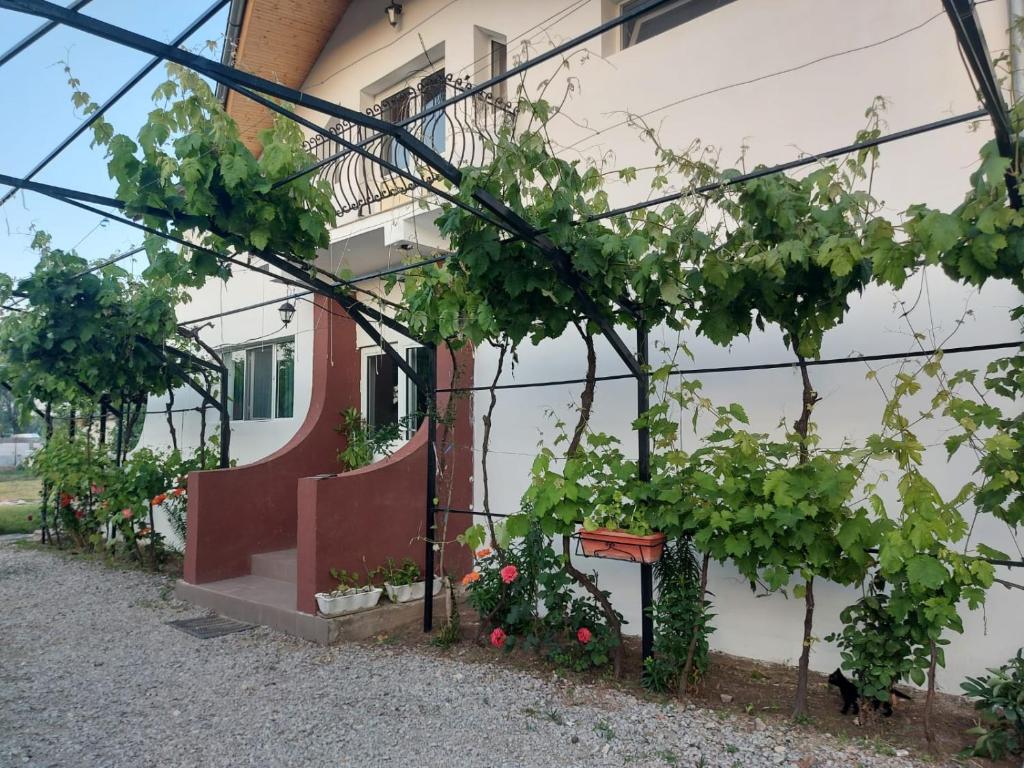 Zahrada ubytování Pensiunea Raluca
