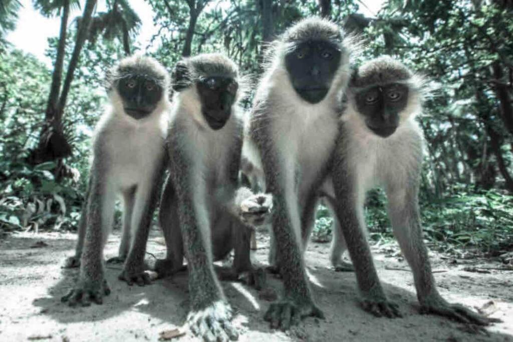 um grupo de quatro macacos ao lado um do outro em Comfy & cozy 2 bedroom apartment, entire unit! em Banjul