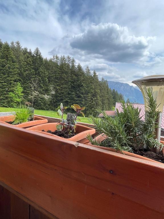 Zahrada ubytování Ferienhaus Praschberg