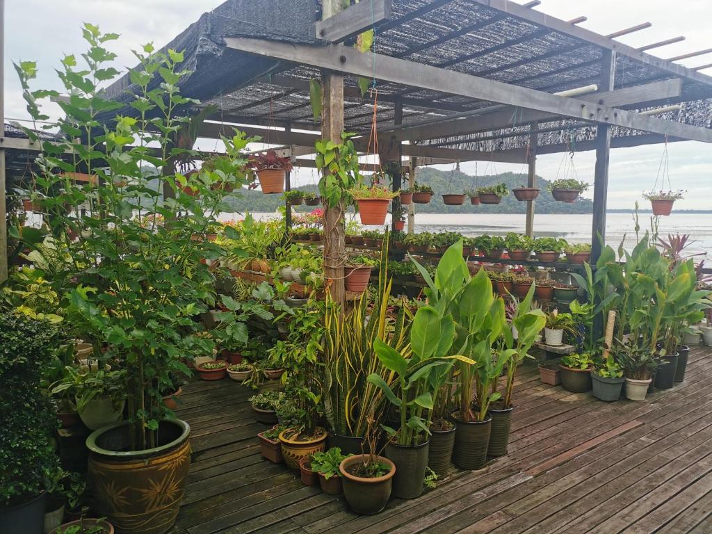 Zahrada ubytování Sandakan Sim Sim Homestay