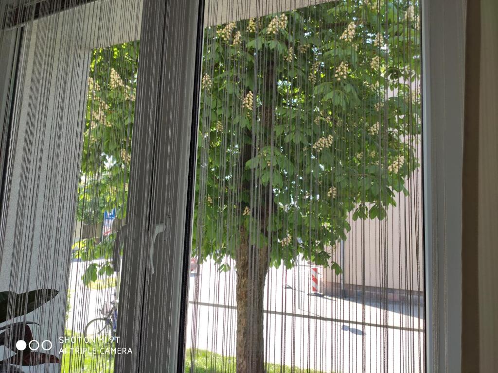 Zahrada ubytování Apartament Centrum Kościuszko