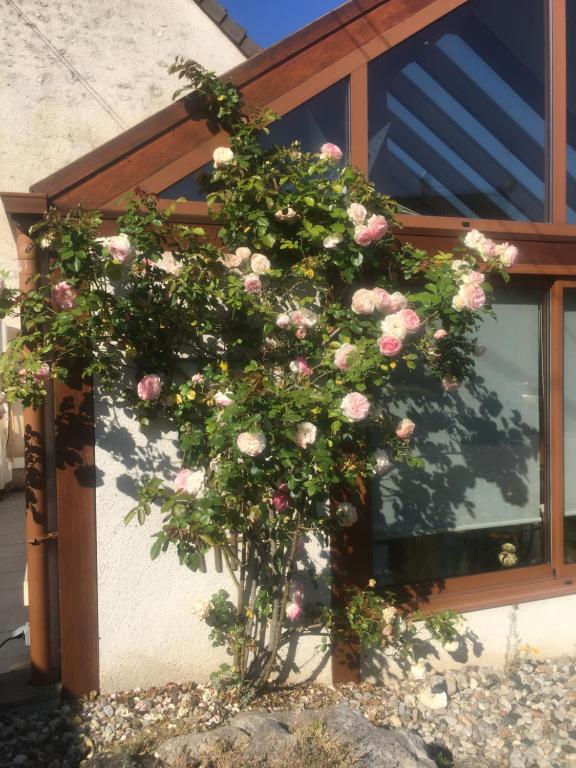 a bush of pink roses in front of a window at L&#39;Orme Seul, Maison d&#39;hôtes in Vineuil