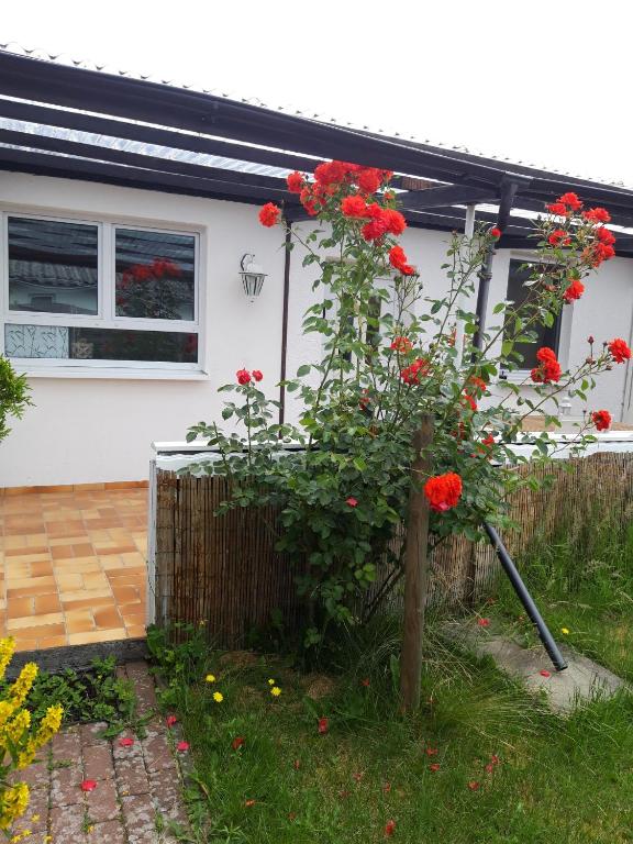 a plant with red flowers in front of a house at Bungalow Usedom in Koserow