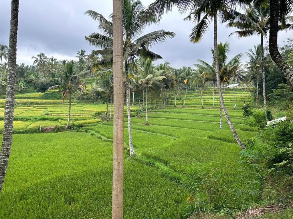 Κήπος έξω από το Mysha Guest House-Lombok