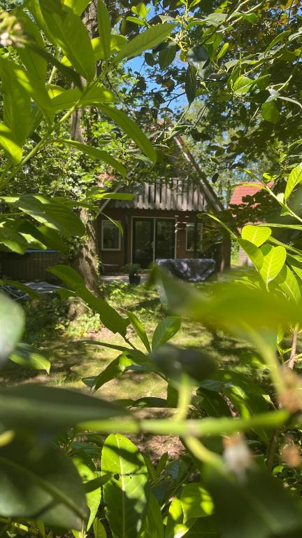 Zahrada ubytování Guesthouse "Cosmea"