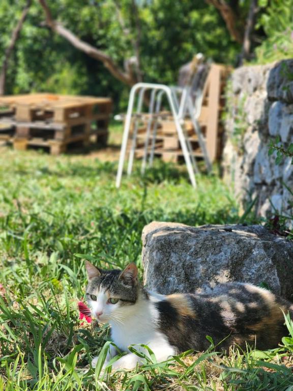 Domácí mazlíčci ubytovaní s hosty v ubytování Gazdinstvo Đurović