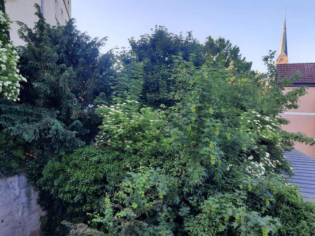 Jardín al aire libre en City Suite Gablenberg