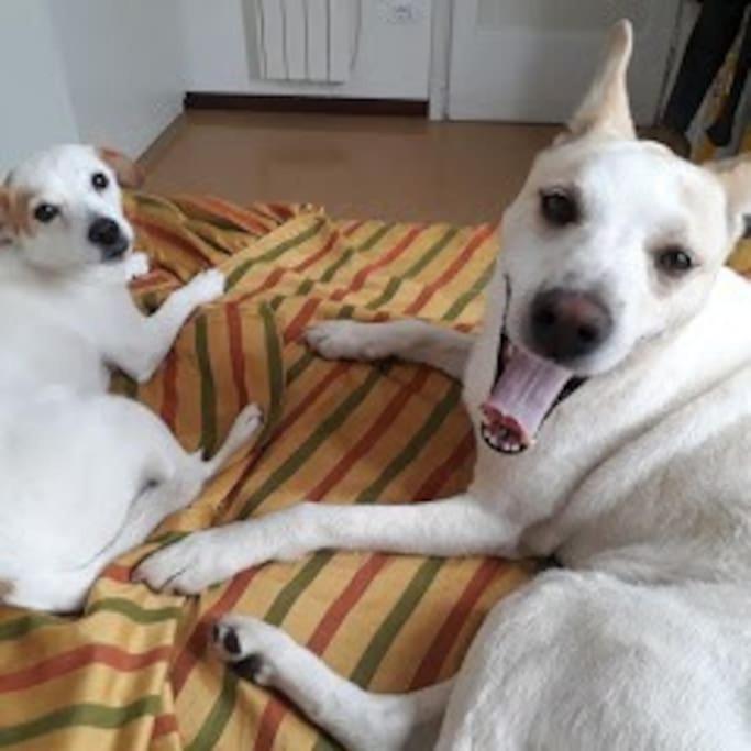 Vegan B&B Meublè Adriana Sirmione - 13