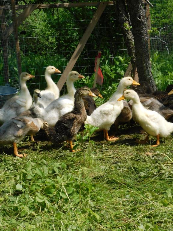 Zdjęcie z galerii obiektu Korkóstoló Vendégházak w mieście Aggtelek
