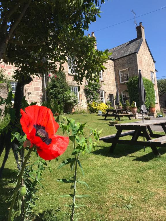 una flor roja frente a un edificio con una mesa de picnic en Norton House Bed & Breakfast & Cottages, en Whitchurch