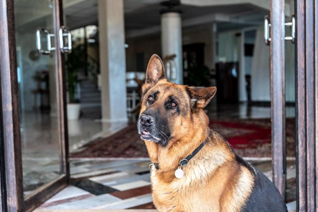 a dog is sitting in front of a door at Fantinello Hotel in Caorle