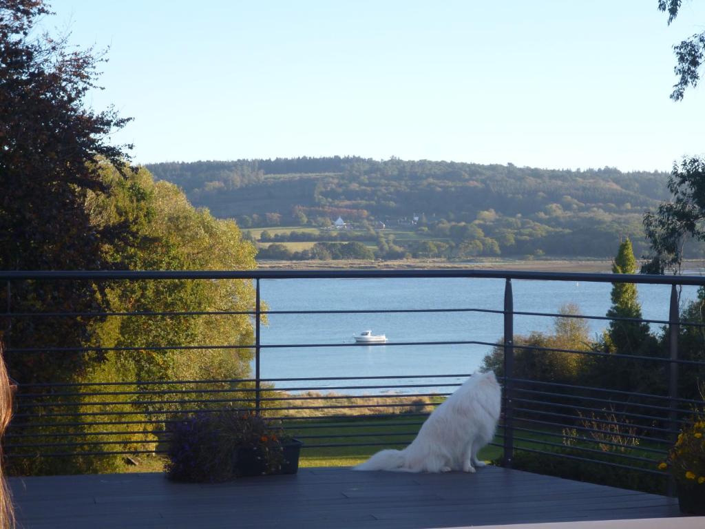eine weiße Katze, die auf einem Balkon mit Blick auf einen See sitzt in der Unterkunft Au gré des marées, 1 chambre. in Hanvec
