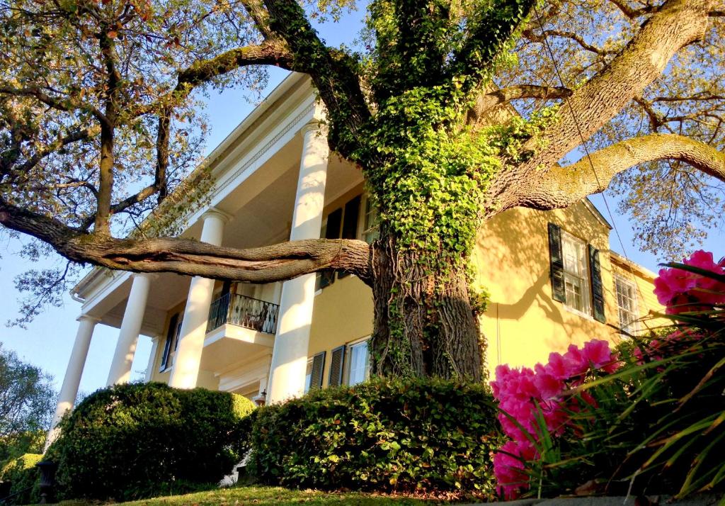 un árbol frente a una casa blanca con flores rosas en Anchuca Historic Mansion & Inn en Vicksburg