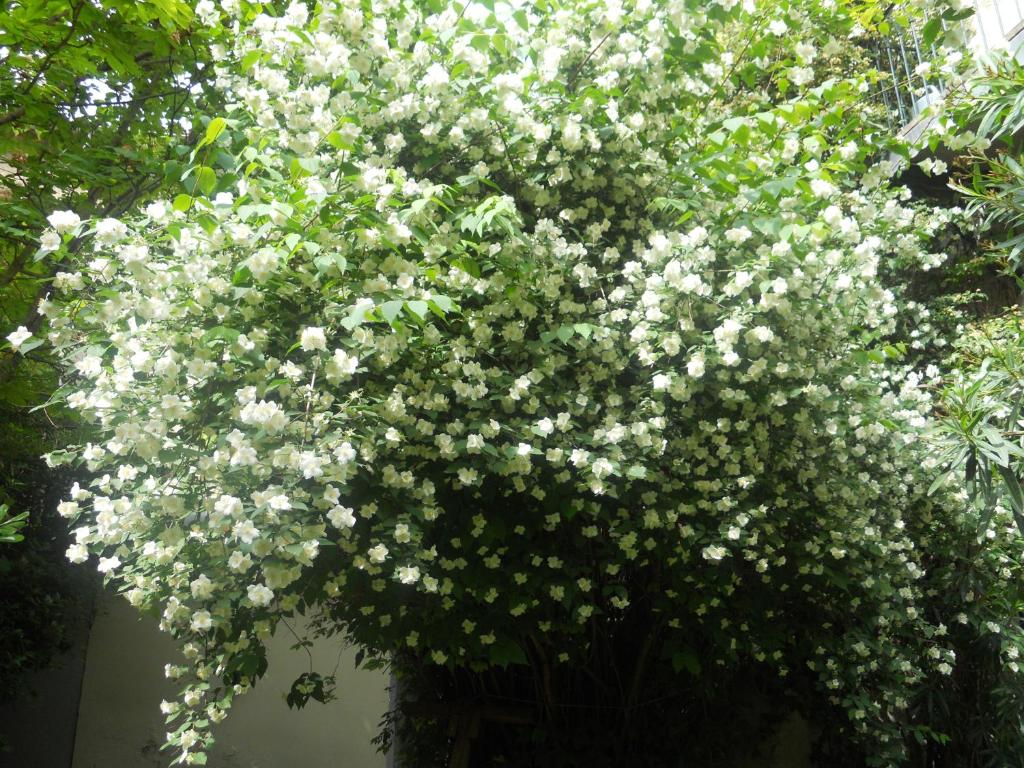 ヴィルヌーヴ・レ・ザヴィニョンにあるLe Cloitre du Couventの白花の花瓶の大花