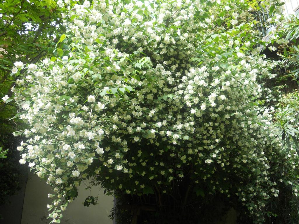 une grande plante à fleurs avec des fleurs blanches dans un vase dans l'établissement Le Cloitre du Couvent, à Villeneuve-lès-Avignon