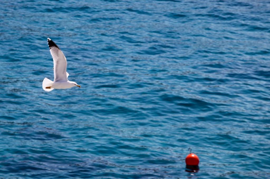 a seagull flying over the water with a red ball at Feelhvar along BlueLagoon beach in Hvar