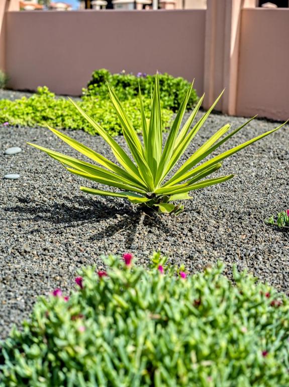 A garden outside Villa Origo Mare 1236 in Majanicho