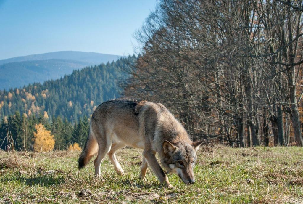 Foto dalla galleria di Hillside Strašín Šumava a Strašín