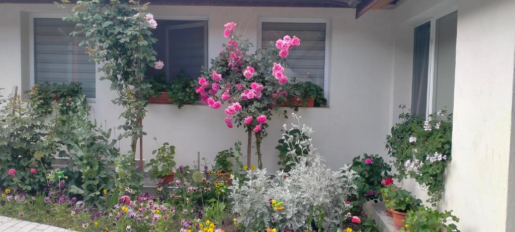 kwiaty na boku domu w obiekcie Casa Luminița w mieście Eşelniţa