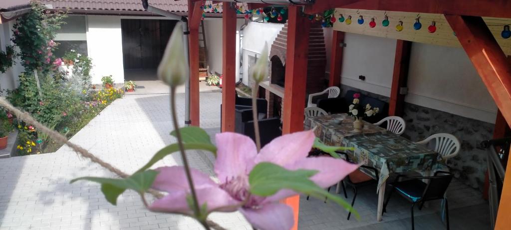Zahrada ubytování Casa Luminița