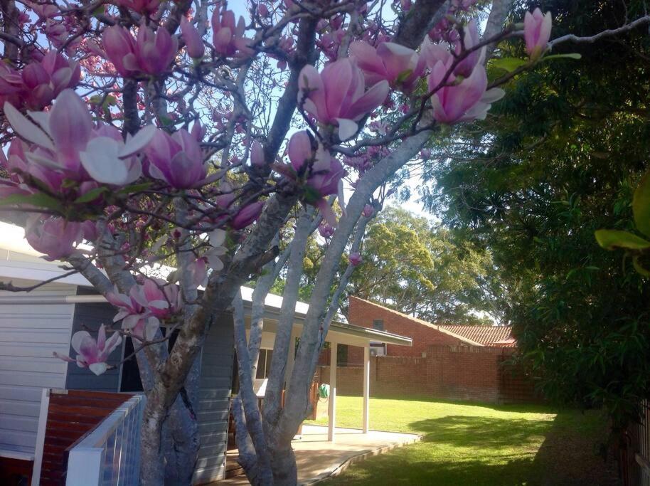 einen Magnolienbaum mit rosa Blumen vor einem Haus in der Unterkunft Magnolia Cottage in Coffs Harbour