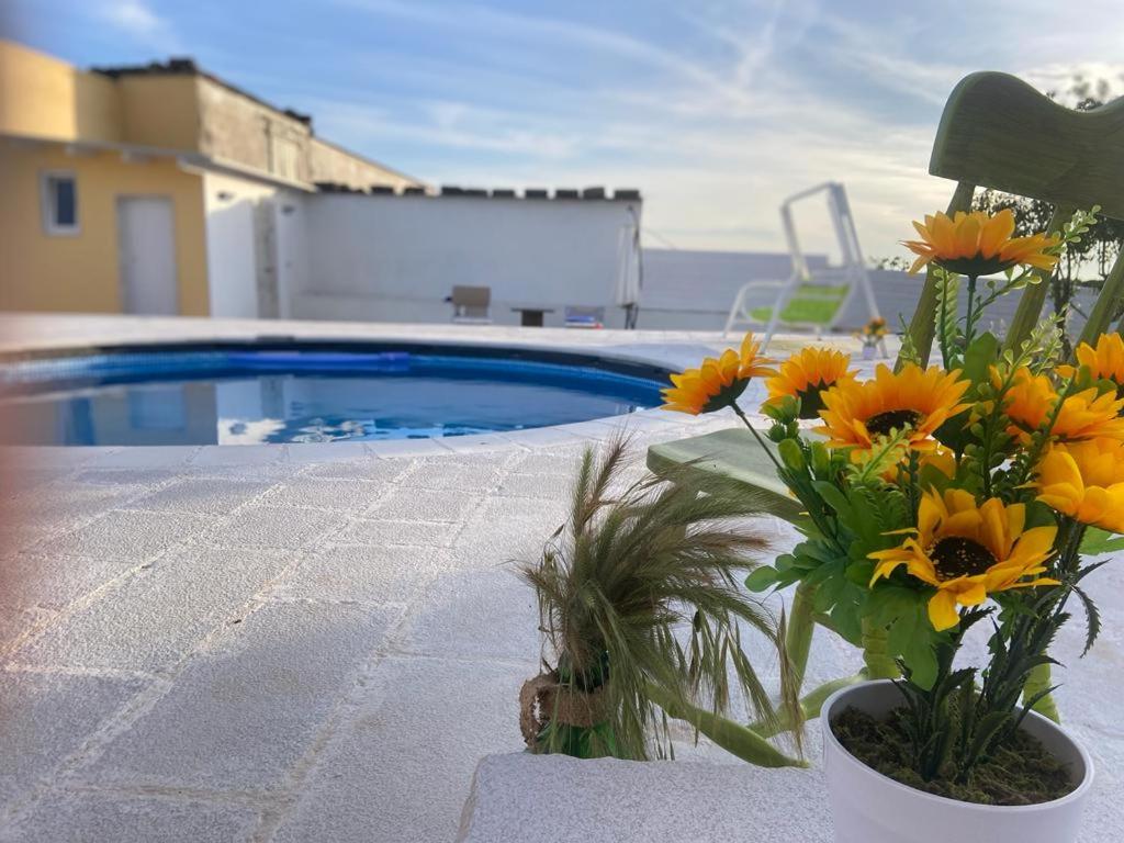 un vase de fleurs jaunes assis à côté d'une piscine dans l'établissement Casa Loredana, à Putignano