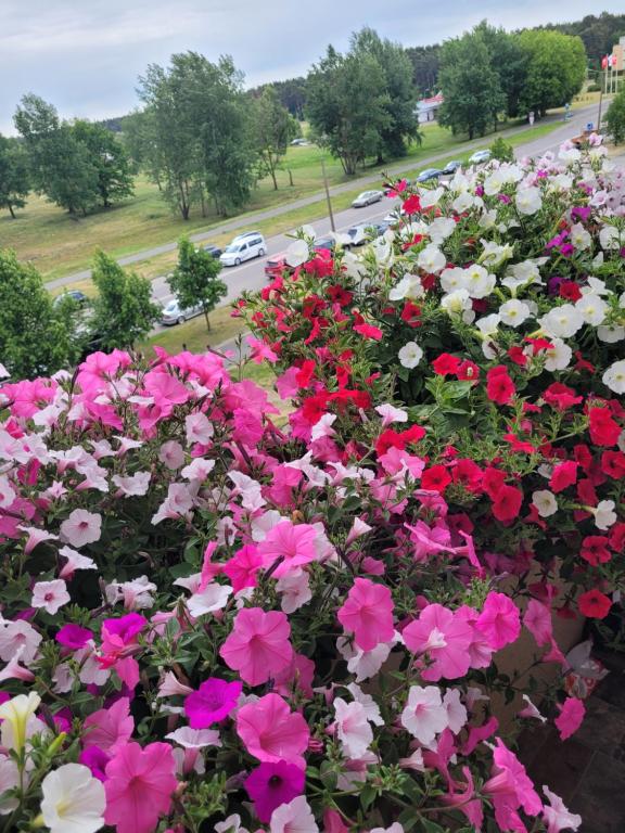 a bunch of pink and white flowers in a garden at Ulbrokas Apartment in Rīga