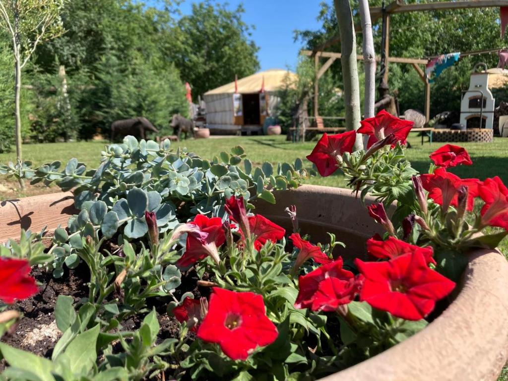 a pot of red flowers in a garden at Mágustanya in Paloznak