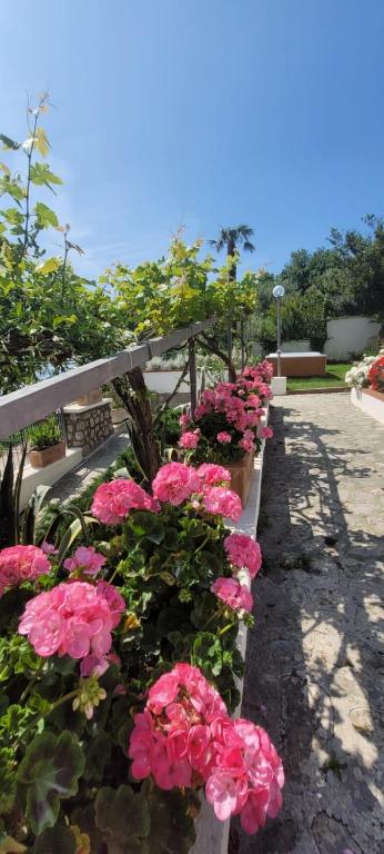 Ogród w obiekcie Villa Cristina - De Vivo Realty Piano di Sorrento