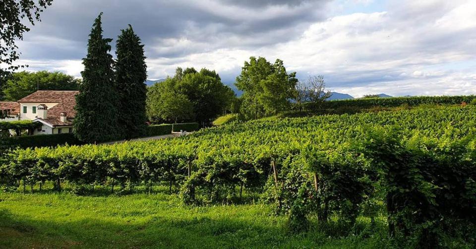 un vignoble avec une maison au milieu d'un champ dans l'établissement Agriturismo l'Eremo, à Volpago del Montello