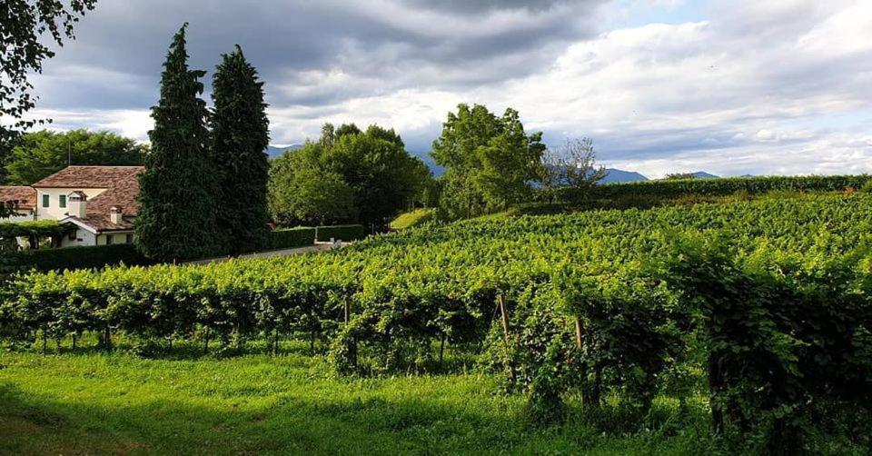 winnica z domem w środku pola w obiekcie Agriturismo l'Eremo w mieście Volpago del Montello