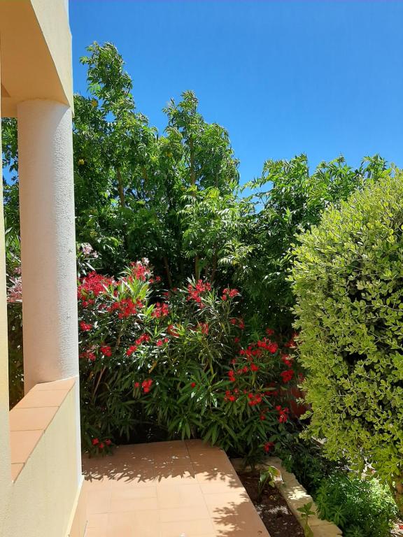 a garden with red flowers and green bushes at Aurora Sol in Luz