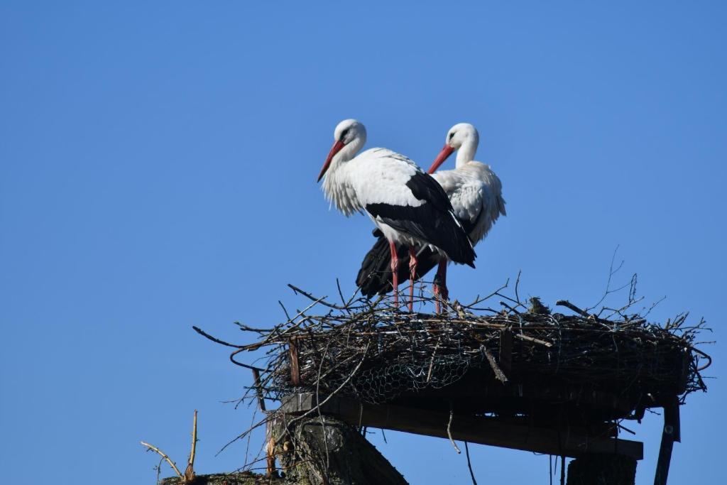 twee vogels in een nest op een paal bij Ferienwohnung Storchennest in Bad Rothenfelde
