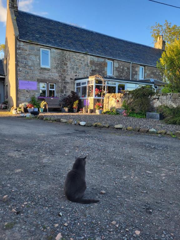 Domácí mazlíčci ubytovaní s hosty v ubytování Scooniehill Farm House B&B