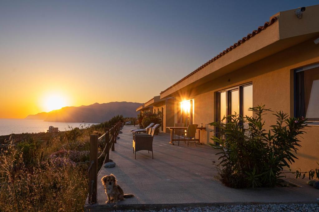 un chien assis sur une terrasse couverte pour admirer le coucher du soleil dans l'établissement Elpida - breathtaking view, à Mochlos