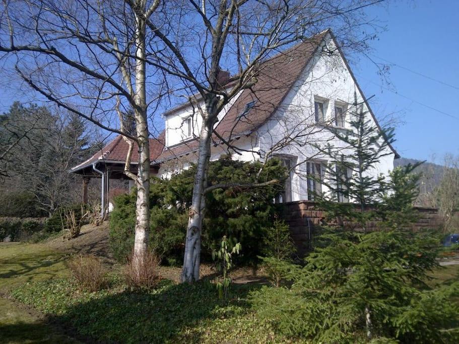 a white house with a tree in front of it at Villa de charme Alsace - Riquewihr in Riquewihr