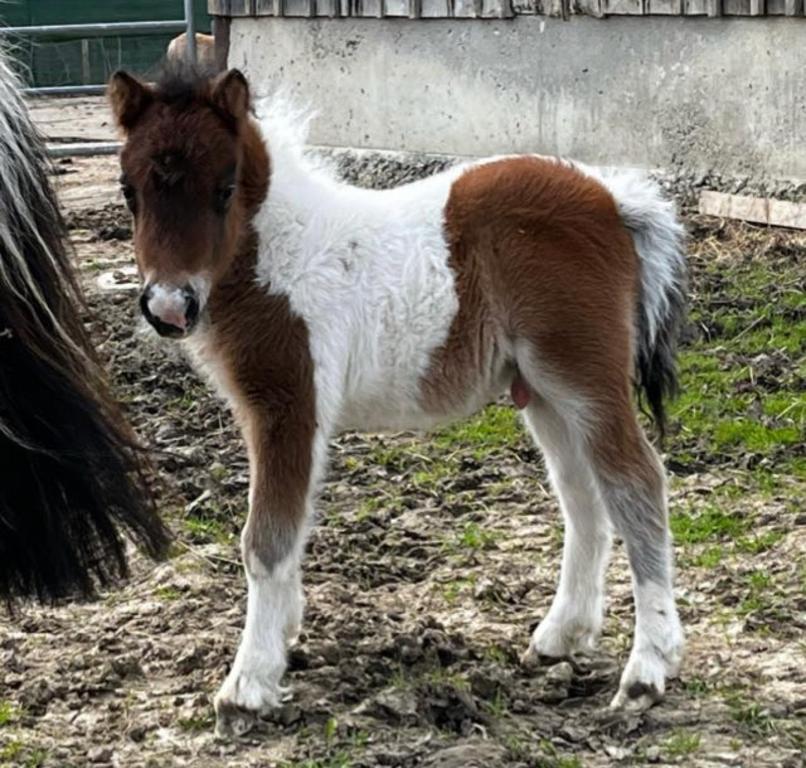 Zvířata v hotelu nebo okolí
