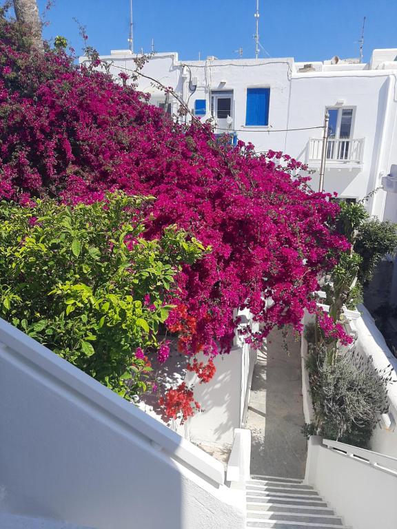 Vonkajšia záhrada v ubytovaní Sole Mykonos