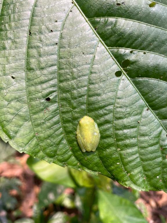 a small yellow ball on a green leaf at Sunset Hut Hostel in Omoa