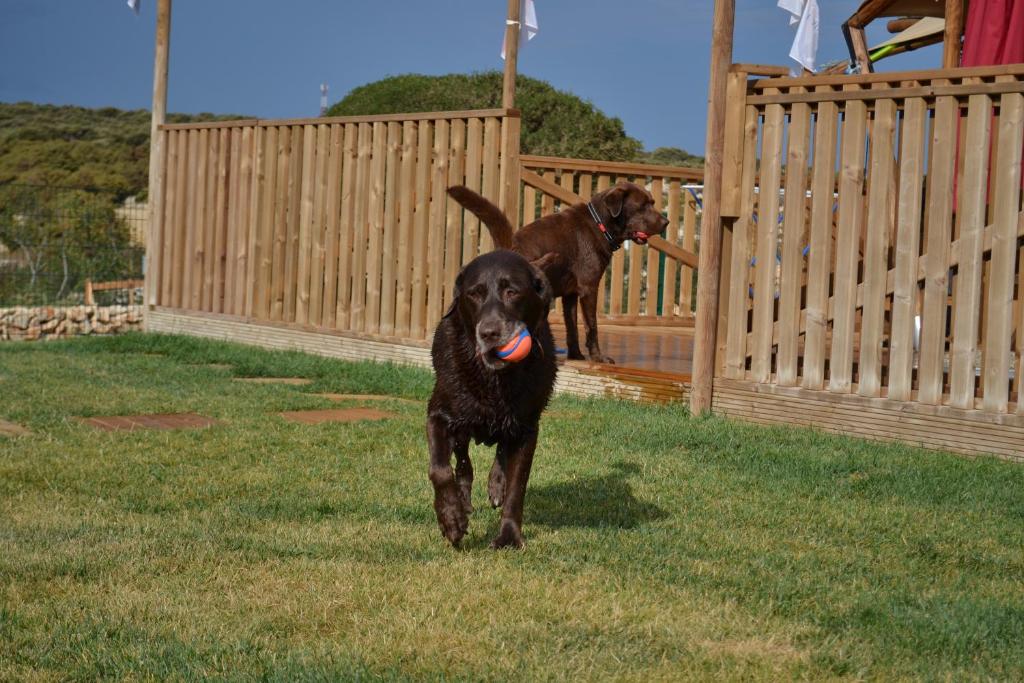 two dogs walking in the grass with a ball in their mouth at Larah Land 4 Star Glamping Yala Lodge plus kids lodge in Šimuni