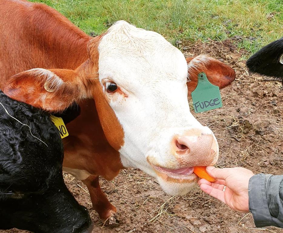 a brown and white cow eating food from a persons hand at Fiery, cozy starry nights - Farm stay! in Bellthorpe