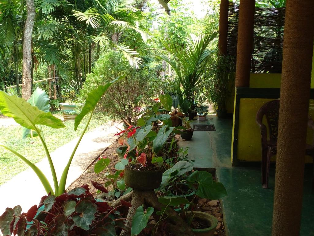 Zahrada ubytování Sigiri Neo Homestay