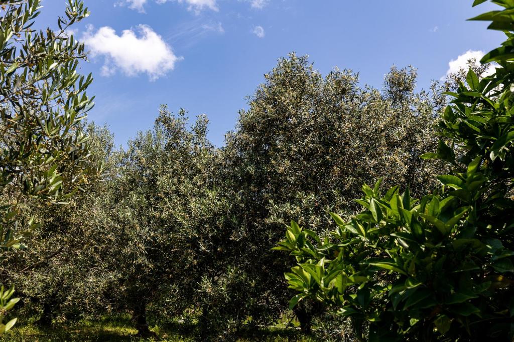 Apartments Roza - 18