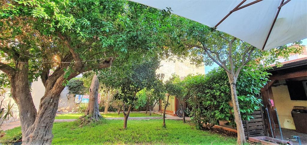 un gruppo di alberi in un cortile con ombrellone di La Casetta del Melograno a Mondello