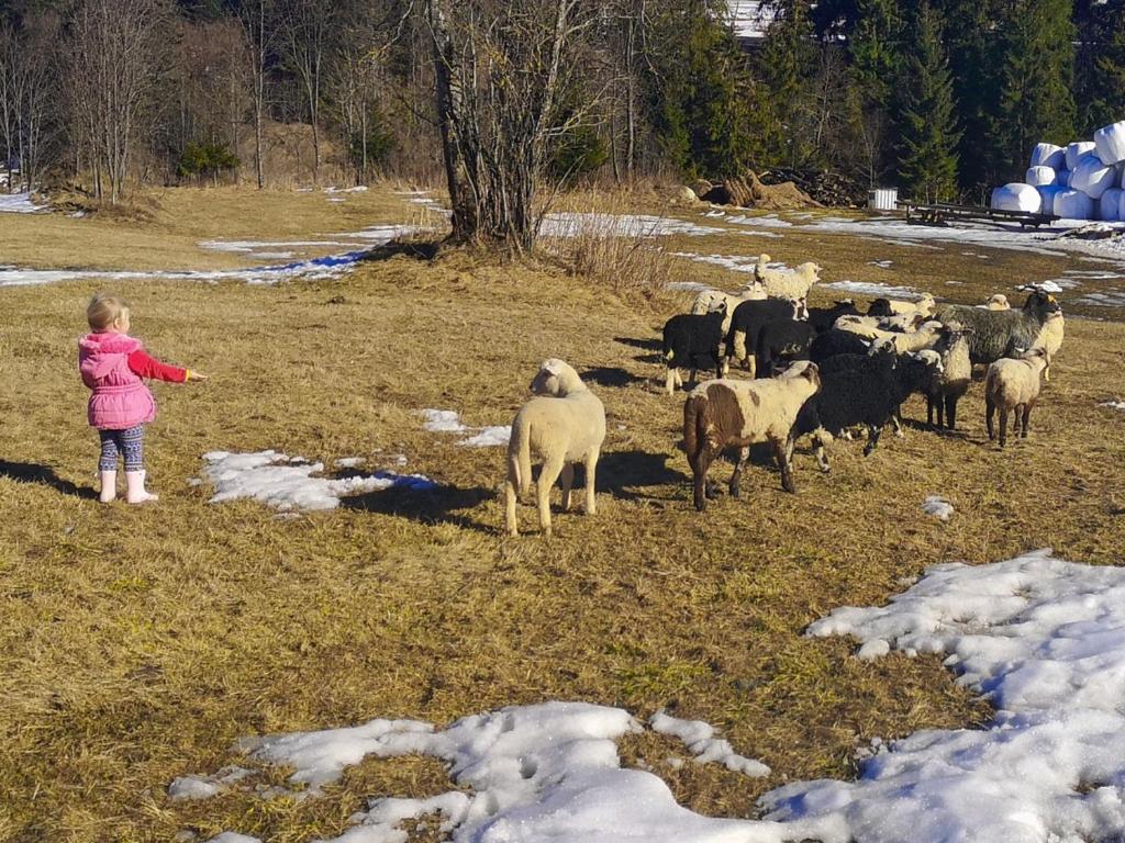 Zvieratá v apartmáne alebo blízkom okolí
