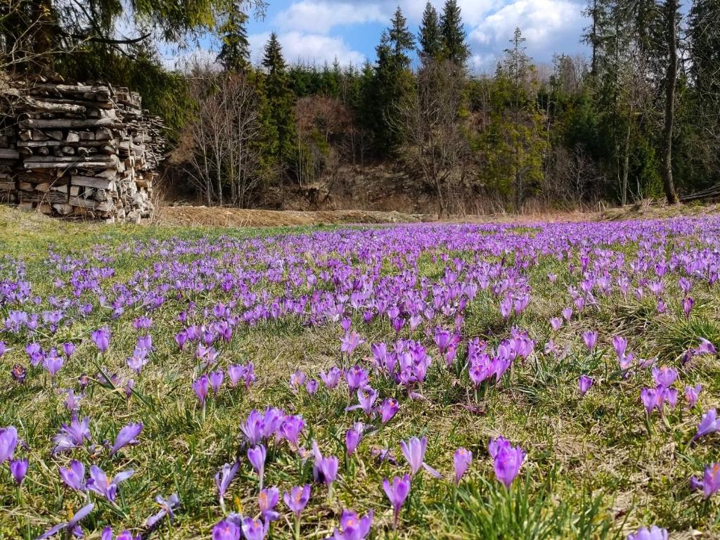 Príroda v okolí apartmánu
