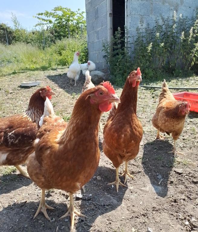 Animales en la casa o chalet o alrededores